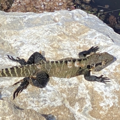 Intellagama lesueurii lesueurii (Eastern Water Dragon) at Queanbeyan, NSW - 19 Oct 2021 by FeralGhostbat