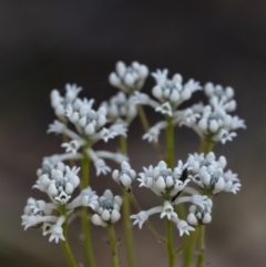 Conospermum ellipticum (A Smokebush) at Penrose - 19 Oct 2021 by Aussiegall