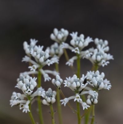 Conospermum ellipticum (A Smokebush) at Wingecarribee Local Government Area - 19 Oct 2021 by Aussiegall