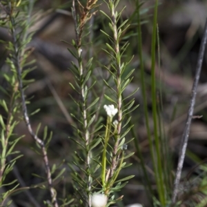 Conospermum ellipticum at Penrose, NSW - 19 Oct 2021 04:23 PM