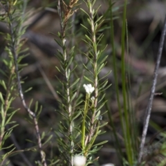 Conospermum ellipticum at Penrose, NSW - 19 Oct 2021