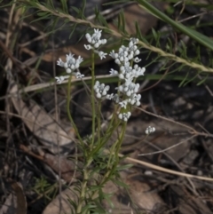 Conospermum ellipticum at Penrose, NSW - 19 Oct 2021 04:23 PM