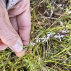 Silene gallica var. gallica (French Catchfly) at Mount Majura - 19 Oct 2021 by cmobbs