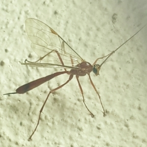 Leptophion yampus at Turner, ACT - 18 Oct 2021 09:34 PM