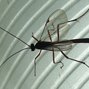 Leptophion yampus at Turner, ACT - 18 Oct 2021 09:34 PM