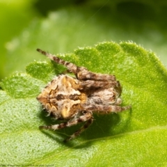 Backobourkia sp. (genus) (An orb weaver) at Macgregor, ACT - 10 Oct 2021 by Roger