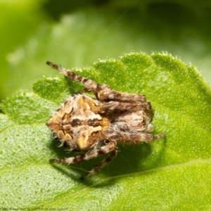 Backobourkia sp. (genus) at Macgregor, ACT - suppressed