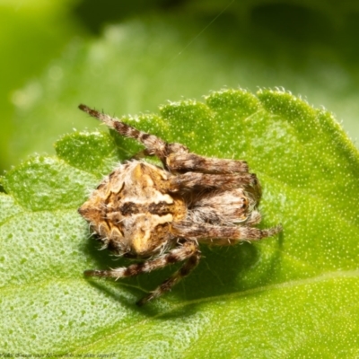 Backobourkia sp. (genus) (An orb weaver) at Macgregor, ACT - 9 Oct 2021 by Roger