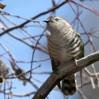 Chrysococcyx lucidus (Shining Bronze-Cuckoo) at Pialligo, ACT - 19 Oct 2021 by jbromilow50