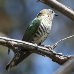 Chrysococcyx lucidus at Pialligo, ACT - 19 Oct 2021