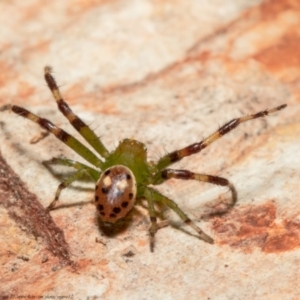 Tharrhalea pulleinei at Macgregor, ACT - suppressed