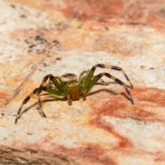 Tharrhalea pulleinei at Macgregor, ACT - suppressed