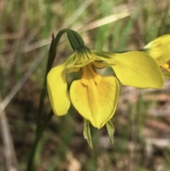 Diuris amabilis (Large Golden Moth) at Hall, ACT - 19 Oct 2021 by strigo