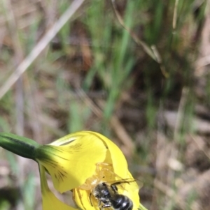 Lasioglossum (Chilalictus) sp. (genus & subgenus) at Hall, ACT - 19 Oct 2021 11:39 AM