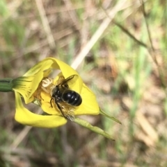 Lasioglossum (Chilalictus) sp. (genus & subgenus) at Hall, ACT - 19 Oct 2021 11:39 AM