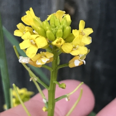 Barbarea verna (Wintercress, American Cress) at Hughes, ACT - 16 Oct 2021 by Tapirlord