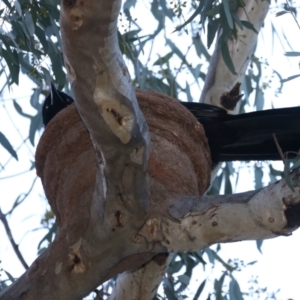 Corcorax melanorhamphos at Ainslie, ACT - 16 Oct 2021 05:34 PM