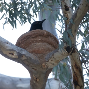 Corcorax melanorhamphos at Ainslie, ACT - 16 Oct 2021 05:34 PM