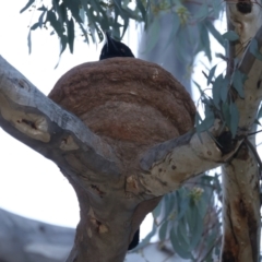 Corcorax melanorhamphos at Ainslie, ACT - 16 Oct 2021