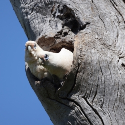 Cacatua sanguinea (Little Corella) at Pialligo, ACT - 19 Oct 2021 by jbromilow50