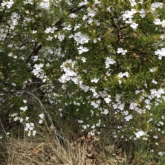 Westringia sp (genus) at Hughes, ACT - 19 Oct 2021 by ruthkerruish
