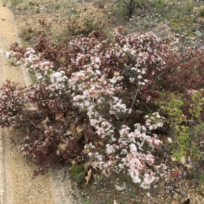 Calytrix tetragona (Common Fringe-myrtle) at Hughes, ACT - 20 Oct 2021 by ruthkerruish