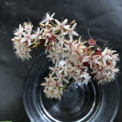 Calytrix tetragona at Hughes, ACT - 20 Oct 2021 10:11 AM