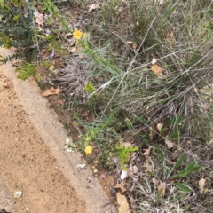 Xerochrysum viscosum (Sticky Everlasting) at Hughes Grassy Woodland - 19 Oct 2021 by ruthkerruish