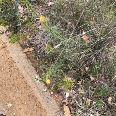 Xerochrysum viscosum (Sticky Everlasting) at Red Hill to Yarralumla Creek - 19 Oct 2021 by ruthkerruish