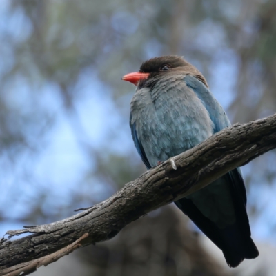 Eurystomus orientalis (Dollarbird) at Mount Ainslie - 18 Oct 2021 by jbromilow50