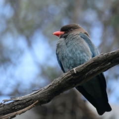 Eurystomus orientalis (Dollarbird) at Pialligo, ACT - 18 Oct 2021 by jbromilow50