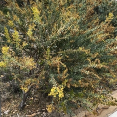 Acacia cultriformis (Knife Leaf Wattle) at Hughes Grassy Woodland - 19 Oct 2021 by ruthkerruish