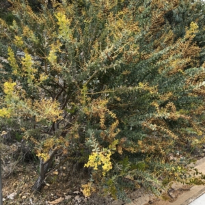 Acacia cultriformis at Hughes, ACT - 20 Oct 2021