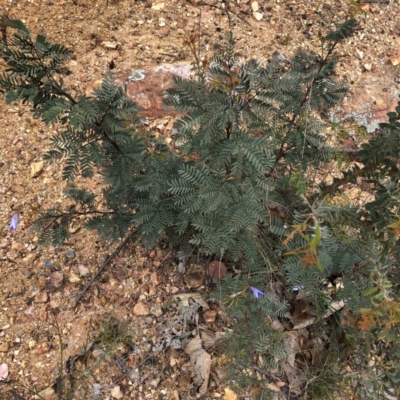 Acacia (genus) (A Wattle) at Hughes, ACT - 20 Oct 2021 by ruthkerruish