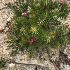Grevillea rosmarinifolia subsp. rosmarinifolia (Rosemary Grevillea) at Hughes Grassy Woodland - 19 Oct 2021 by ruthkerruish