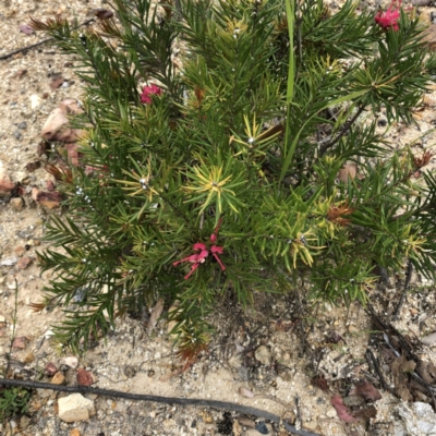 Grevillea rosmarinifolia subsp. rosmarinifolia (Rosemary Grevillea) at Hughes, ACT - 20 Oct 2021 by ruthkerruish