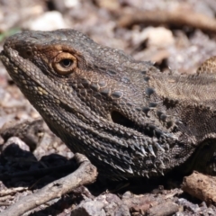 Pogona barbata (Eastern Bearded Dragon) at Pialligo, ACT - 19 Oct 2021 by jb2602