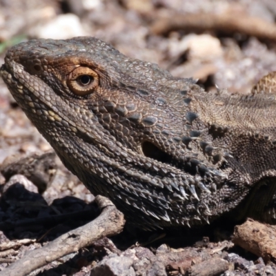 Pogona barbata (Eastern Bearded Dragon) at Pialligo, ACT - 19 Oct 2021 by jb2602