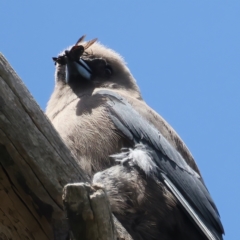 Artamus cyanopterus (Dusky Woodswallow) at Pialligo, ACT - 19 Oct 2021 by jb2602