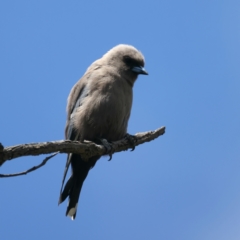 Artamus cyanopterus at Pialligo, ACT - 19 Oct 2021