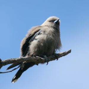 Artamus cyanopterus at Pialligo, ACT - 19 Oct 2021