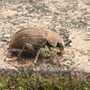 Edusella lineata at Turner, ACT - 20 Oct 2021 12:31 PM