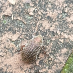 Edusella lineata at Turner, ACT - 20 Oct 2021 12:31 PM