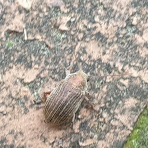 Edusella lineata at Turner, ACT - 20 Oct 2021 12:31 PM