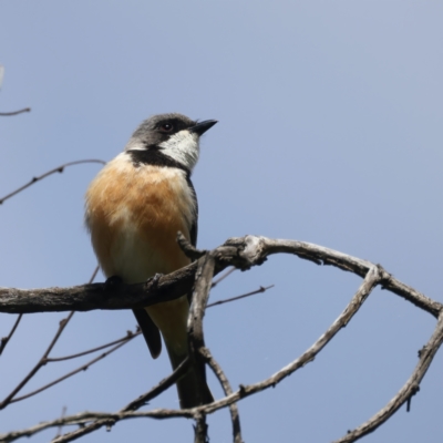 Pachycephala rufiventris (Rufous Whistler) at Pialligo, ACT - 19 Oct 2021 by jb2602