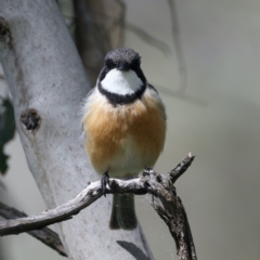 Pachycephala rufiventris at Pialligo, ACT - 19 Oct 2021 10:01 AM