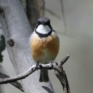 Pachycephala rufiventris at Pialligo, ACT - 19 Oct 2021 10:01 AM