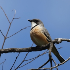 Pachycephala rufiventris at Pialligo, ACT - 19 Oct 2021