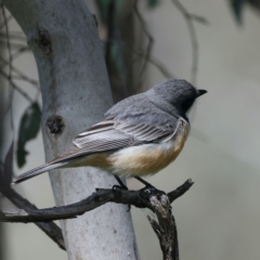 Pachycephala rufiventris at Pialligo, ACT - 19 Oct 2021