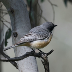 Pachycephala rufiventris at Pialligo, ACT - 19 Oct 2021 10:01 AM